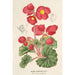 Begonia rosiflora - Charles Antoine Lemaire — näkymä teoksesta