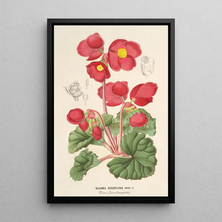 Charles Antoine Lemaire - Begonia rosflora.webp