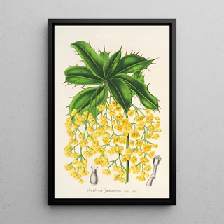 Charles Antoine Lemaire - Berberis Jamesonii.webp