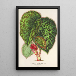 Charles Antoine Lemaire - Bgonia ddalea.webp