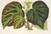 Begonia Imperialis - Charles Antoine Lemaire — näkymä teoksesta