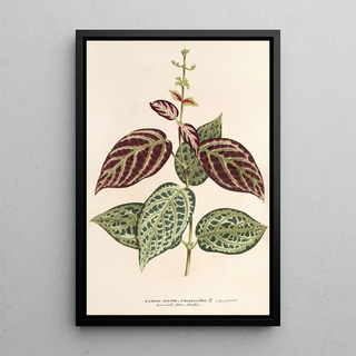 Charles Antoine Lemaire - Bignonia argyreoviolascens.webp