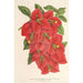 Bougainvillea spectabilis - Charles Antoine Lemaire — näkymä teoksesta