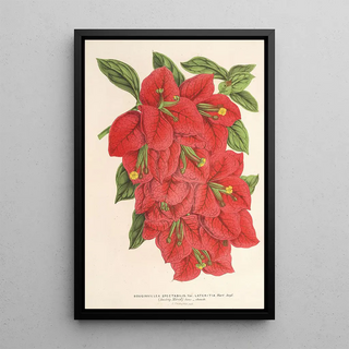 Charles Antoine Lemaire - Bougainvillea spectabilis.webp