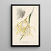 Maalauksen jäljennös Brassavola fragrans - Charles Antoine Lemaire