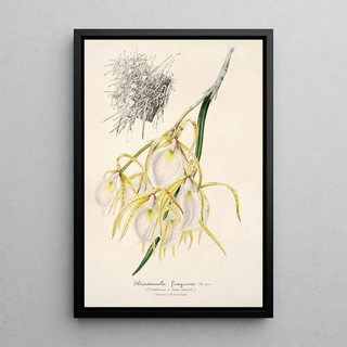 Charles Antoine Lemaire - Brassavola fragrans.webp