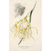 Maalauksen jäljennös Brassavola fragrans - Charles Antoine Lemaire