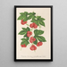 Maalauksen jäljennös Bryonopsis laciniata var erythrocarpa - Charles Antoine Lemaire