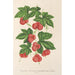 Maalauksen jäljennös Bryonopsis laciniata var erythrocarpa - Charles Antoine Lemaire