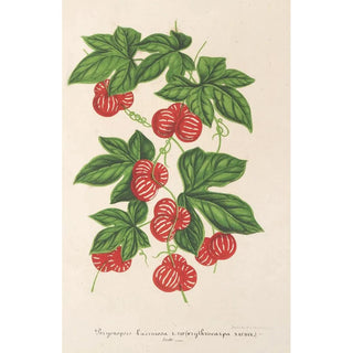 Charles Antoine Lemaire - Bryonopsis laciniata var erythrocarpa.webp