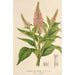 Buddleia curviflora - Charles Antoine Lemaire — näkymä teoksesta