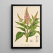 Buddleia curviflora - Charles Antoine Lemaire — kehystetty taideteos seinällä