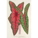 Caladium Baraquinii Troubetzkoy - Charles Antoine Lemaire — näkymä teoksesta