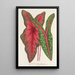 Caladium Baraquinii Troubetzkoy - Charles Antoine Lemaire — kehystetty taideteos seinällä
