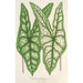 Caladium Belleymei - Charles Antoine Lemaire — näkymä teoksesta