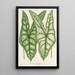 Caladium Belleymei - Charles Antoine Lemaire — kehystetty taideteos seinällä
