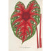 Maalauksen jäljennös Caladium Duc Adolphe de Nassau - Charles Antoine Lemaire