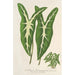 Caladium Lemaireanum - Charles Antoine Lemaire — näkymä teoksesta