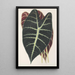 Maalauksen jäljennös Caladium Lowii - Charles Antoine Lemaire