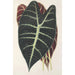 Maalauksen jäljennös Caladium Lowii - Charles Antoine Lemaire
