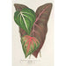 Maalauksen jäljennös Caladium varits - Charles Antoine Lemaire