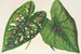 Caladium-maalaus, uusia lajikkeita tai lajeja - Charles Antoine Lemaire — näkymä teoksesta