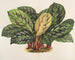 Calathea Maranta hieroglyfinen - Charles Antoine Lemaire — näkymä teoksesta