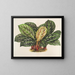 Calathea Maranta hieroglyfinen - Charles Antoine Lemaire — kehystetty taideteos seinällä