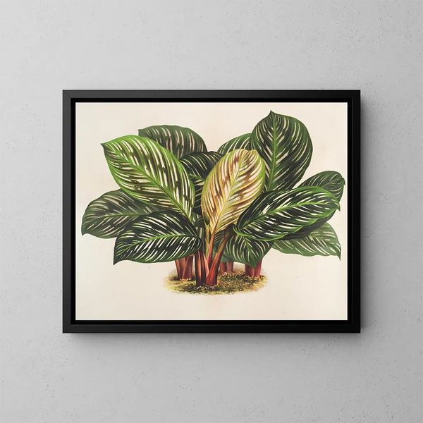 Calathea Maranta hieroglyfinen - Charles Antoine Lemaire — kehystetty taideteos seinällä