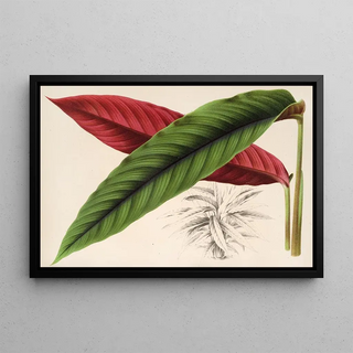 Charles Antoine Lemaire - Calathea Maranta nigrocostata.webp