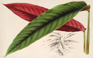 Charles Antoine Lemaire - Calathea Maranta nigrocostata.webp