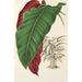 Calathea arrecta - Charles Antoine Lemaire — näkymä teoksesta