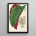 Calathea arrecta - Charles Antoine Lemaire — kehystetty taideteos seinällä