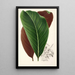 Calathea pacifica - Charles Antoine Lemaire — näkymä teoksesta