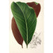 Calathea pacifica - Charles Antoine Lemaire — kehystetty taideteos seinällä