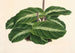 Calathea undulata - Charles Antoine Lemaire — näkymä teoksesta