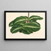 Calathea undulata - Charles Antoine Lemaire — kehystetty taideteos seinällä