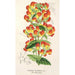 Maalauksen jäljennös Calceolaria pisacomensis - Charles Antoine Lemaire