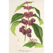 Maalauksen jäljennös Callicarpa purpurea - Charles Antoine Lemaire