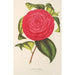 Camellia Adriana - Charles Antoine Lemaire — näkymä teoksesta