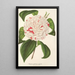 Maalauksen jäljennös Camellia Angelo Cocchi - Charles Antoine Lemaire