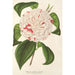 Maalauksen jäljennös Camellia Angelo Cocchi - Charles Antoine Lemaire