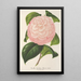 Maalauksen jäljennös Camellia Archiduc Étienne - Charles Antoine Lemaire