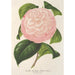 Maalauksen jäljennös Camellia Archiduc Étienne - Charles Antoine Lemaire