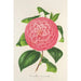 Camellia Baron de Vrière - Charles Antoine Lemaire — näkymä teoksesta
