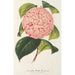 Camellia Bella Romana - Charles Antoine Lemaire — näkymä teoksesta