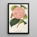 Camellia Bella Romana - Charles Antoine Lemaire — kehystetty taideteos seinällä