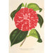 Maalauksen jäljennös Camellia Cariotta Peloso hybridimaalaus - Charles Antoine Lemaire