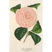 Camellia Caterina Rossi - Charles Antoine Lemaire — näkymä teoksesta
