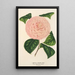 Camellia Caterina Rossi - Charles Antoine Lemaire — kehystetty taideteos seinällä